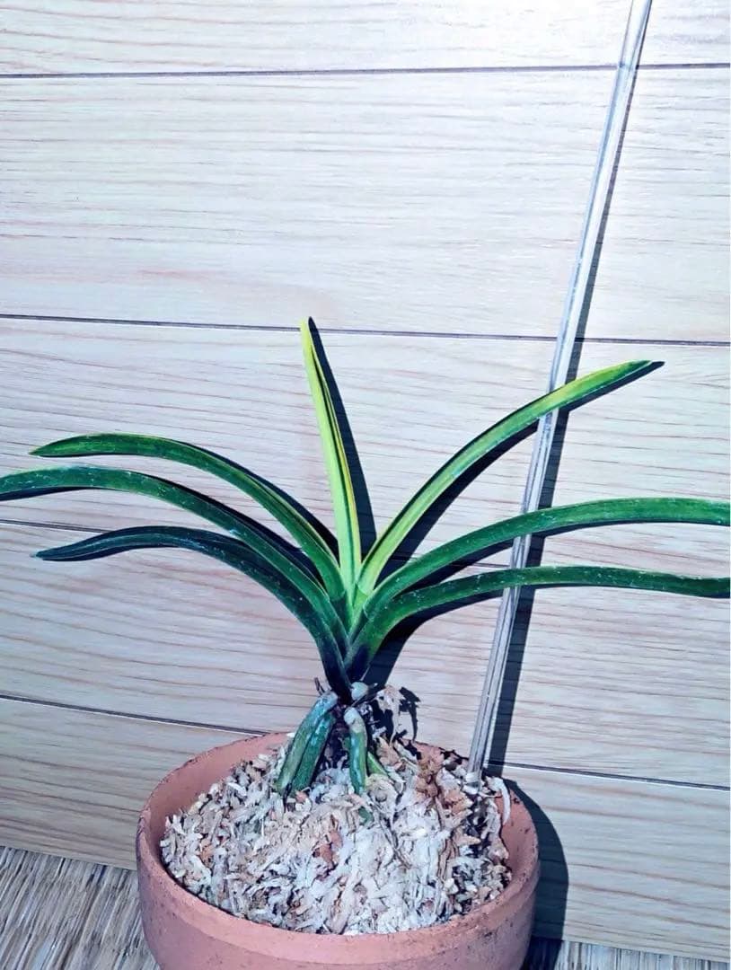 富貴蘭「白牡丹」別格稀貴品