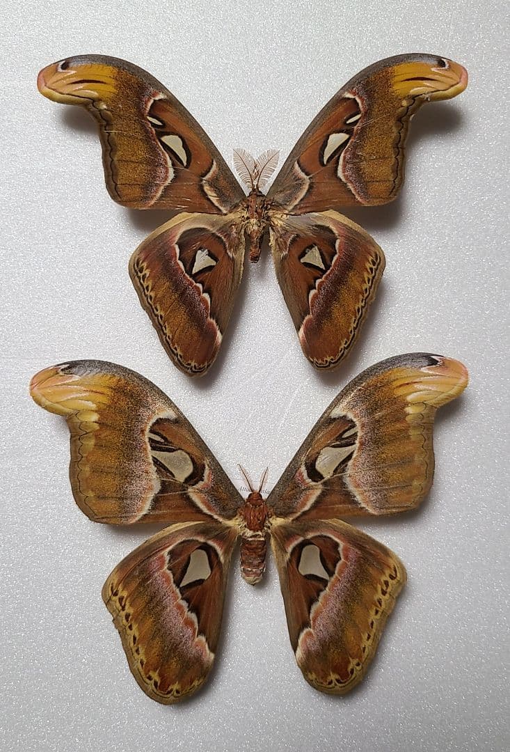 蛾 標本 ヨナグニサン Yahoo!オークション - 蛾の標本 ヨナグニサン attacus atlas moth コレ