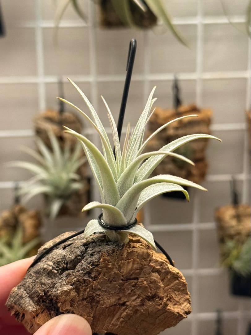 モ*オ様 Tillandsia gardneri var. rupicola
