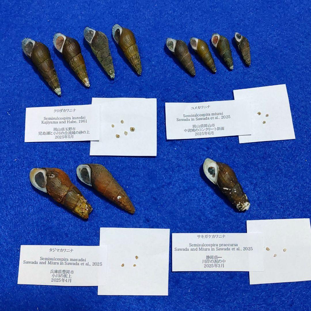 カワニナ新種　淡水貝　貝殻　標本 貝殻標本・G - cocovani | minne byGMOペパボ 国内最大級の