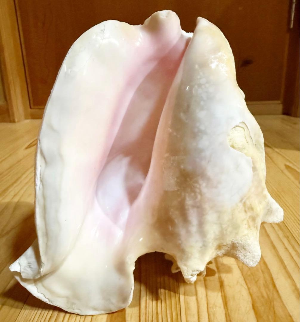 古代桃色肉厚法螺貝（ピンク貝）法螺貝　ほら貝　 ホラガイ❣️コンク貝笛