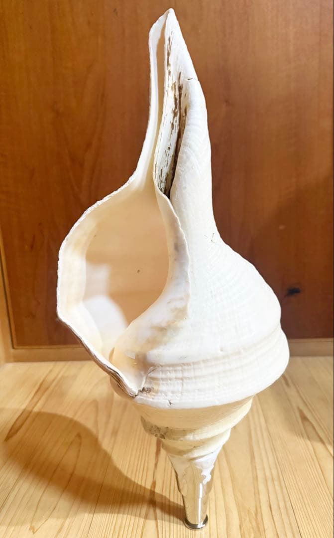 特大肉厚50㎝アラフラオオニシ法螺貝　ほら貝　ホラガイ❣️ 2026年最新】アラフラオオニシの人気アイテム - メルカリ