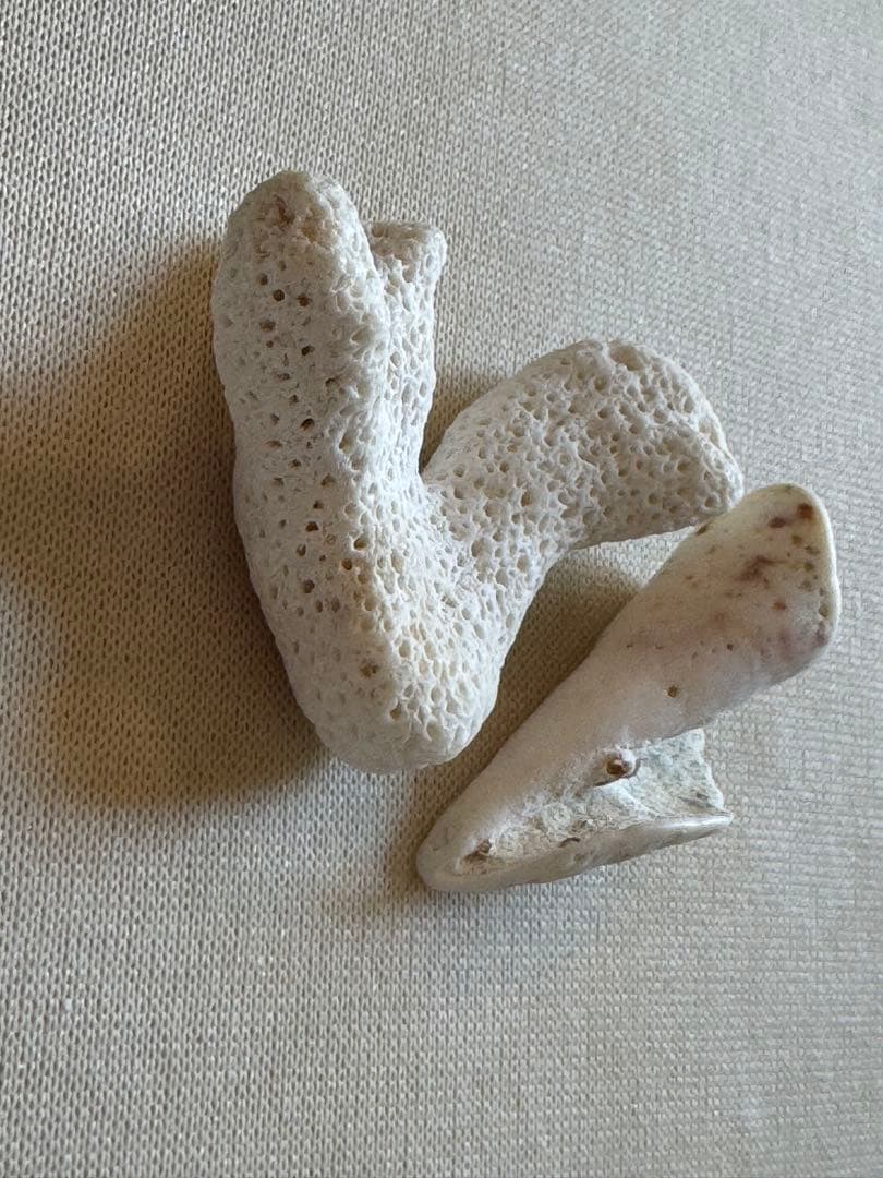 白いサンゴのインテリア装飾 波動注入済み　電磁波軽減