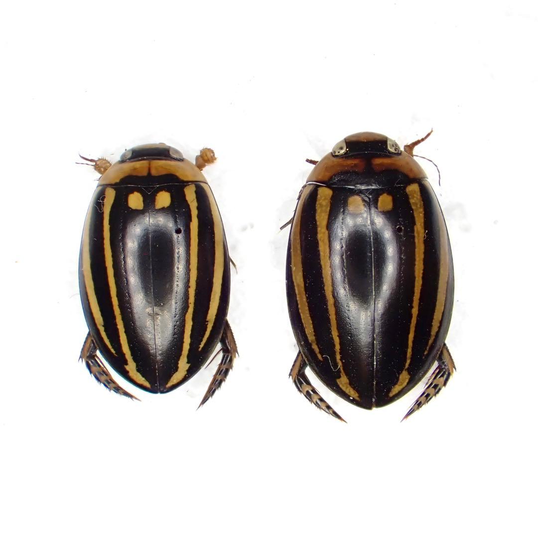 昆虫標本 シマゲンゴロウ標本ペアセット - メルカリ