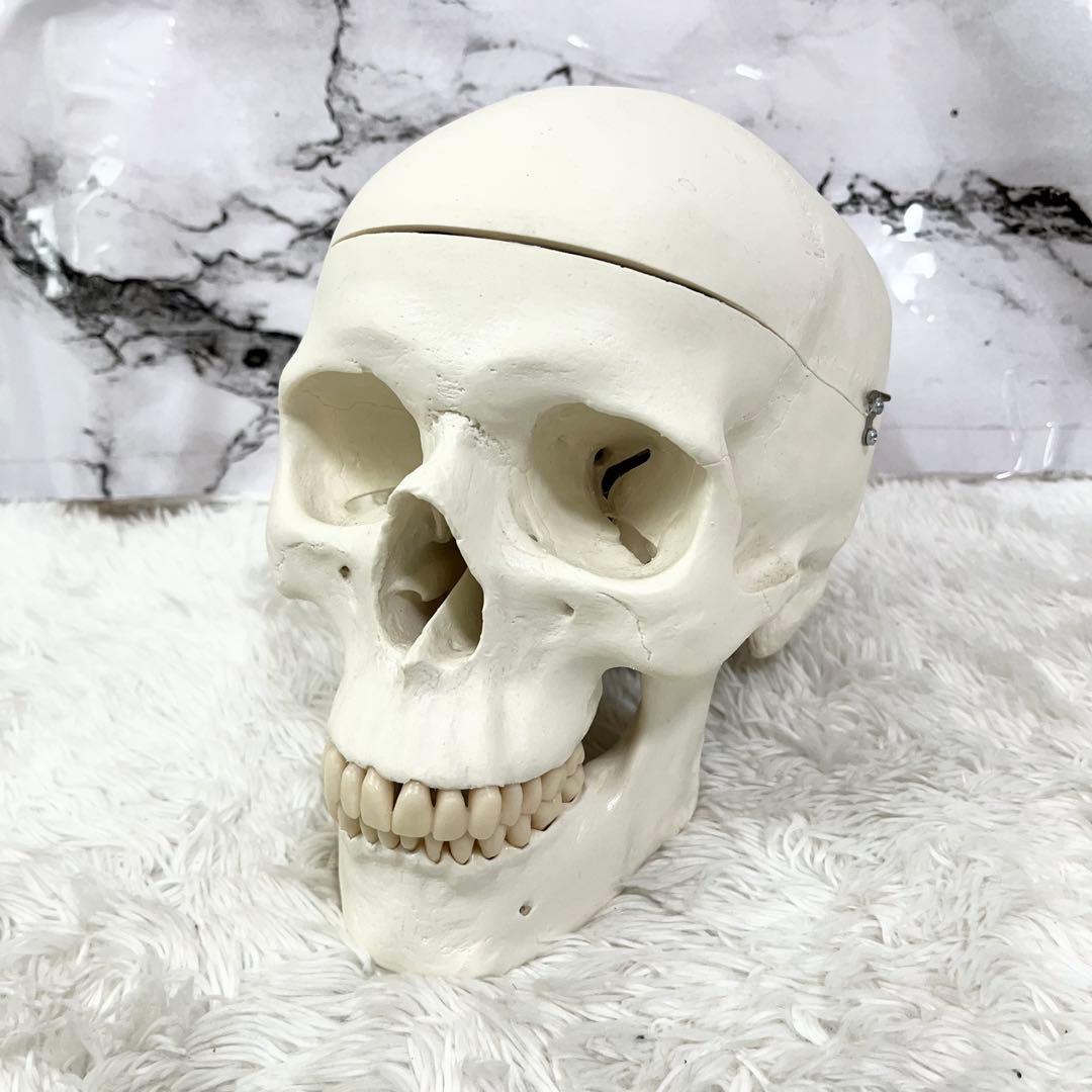 3B Scientific GmbH 頭蓋骨 模型 医学 骨標本 ドイツ製 - メルカリ