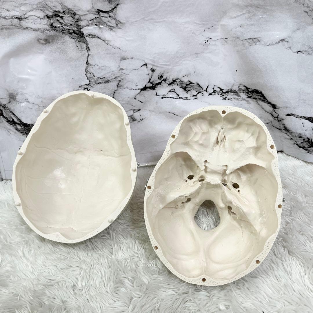 3B Scientific GmbH 頭蓋骨 模型 医学 骨標本 ドイツ製 - メルカリ