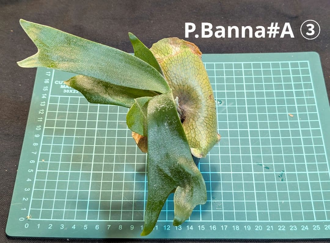 亮二 Platycerium OC 確認用