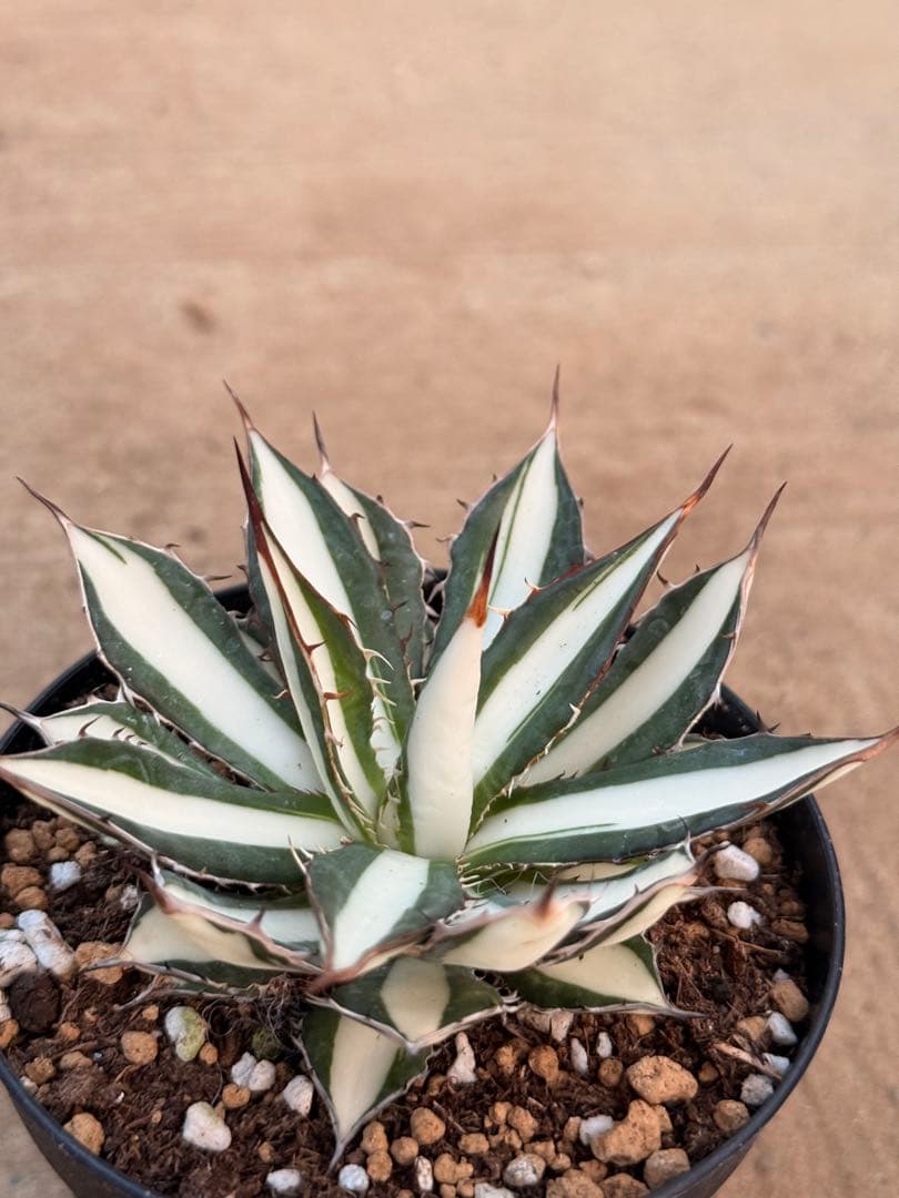 激レア！ホリダ 白中斑 3.5寸 - メルカリ