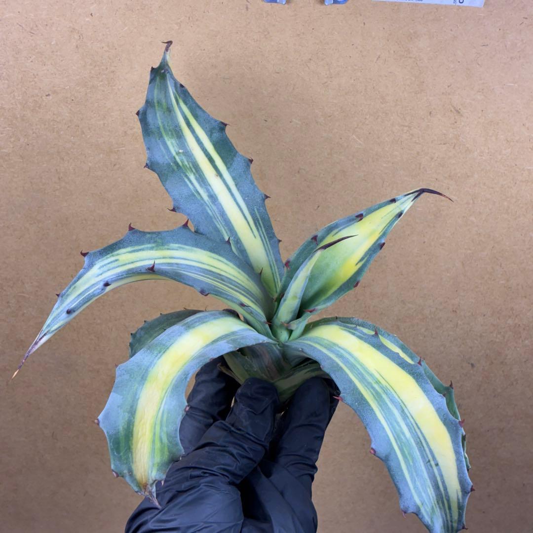 M*k様 アガベ フェロックス錦 大株 極上株 縞斑錦 永久斑 超希有