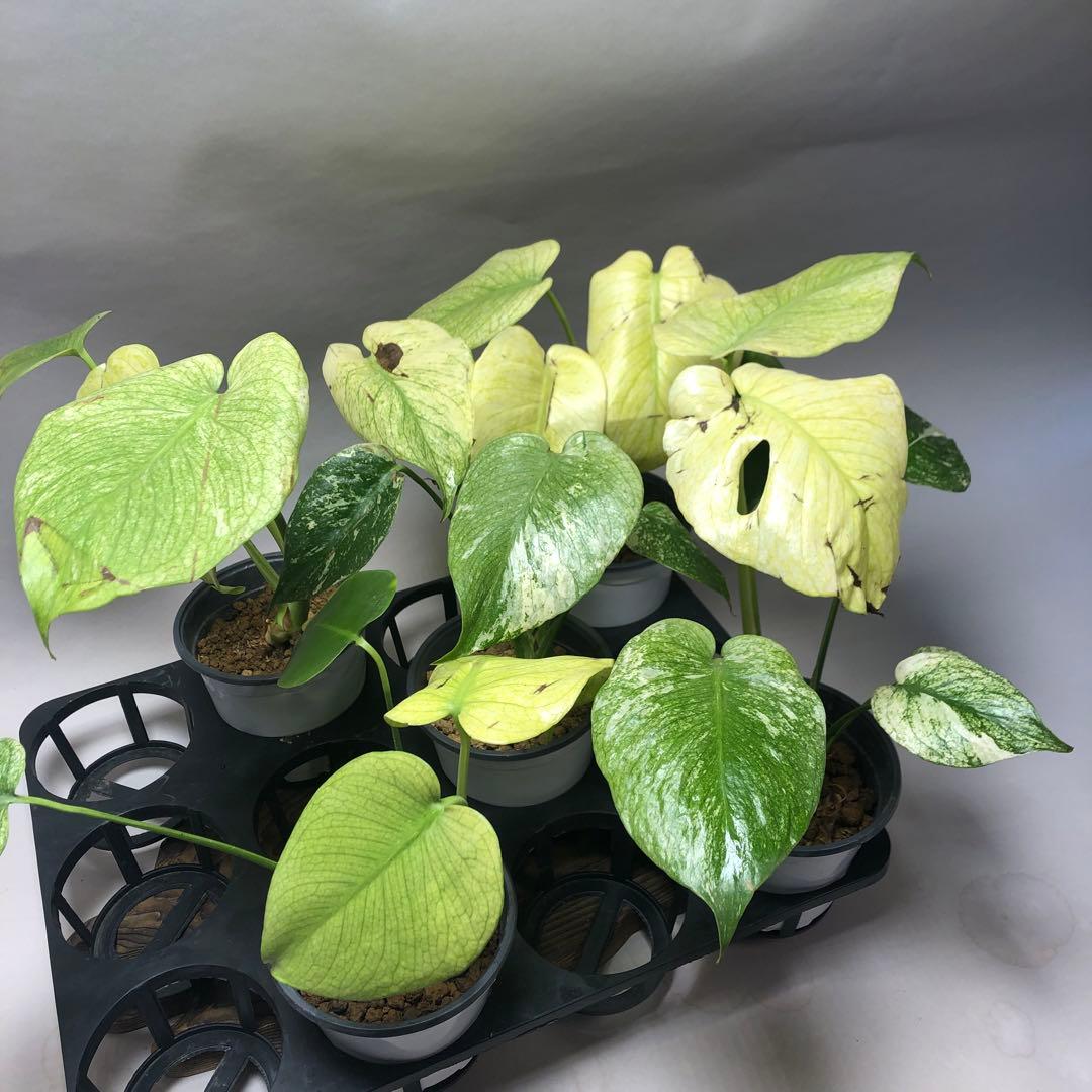 MS60 ホワイトモンスター 天津蘭 081 モンステラ斑入り デリシオーサ