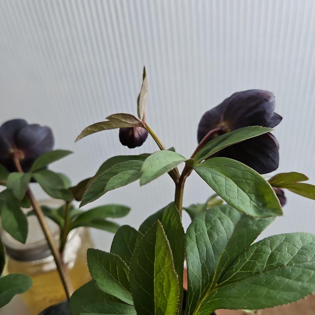 チャッピ様ご検討苗㉖-594クリスマスローズ - メルカリ