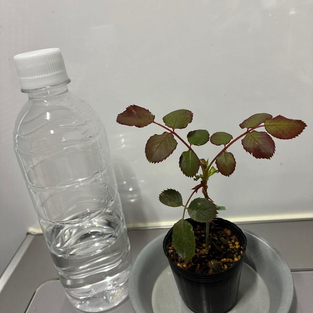 ⭐️ご購入前にコメントをお願いします 44 バラ苗 バラ挿し木苗 美しい