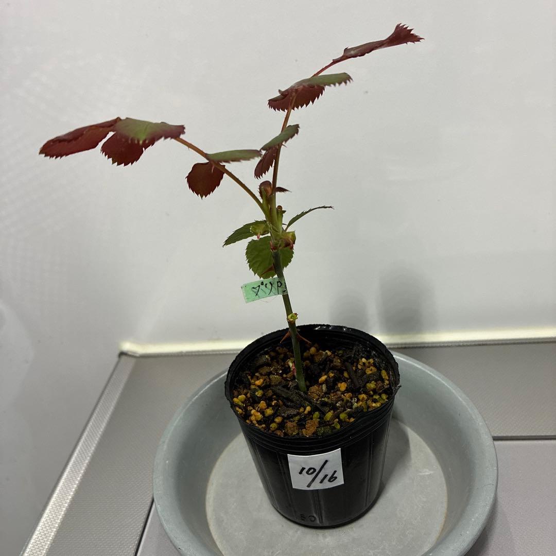 ⭐️ご購入前にコメントをお願いします 44 バラ苗 バラ挿し木苗 美しい