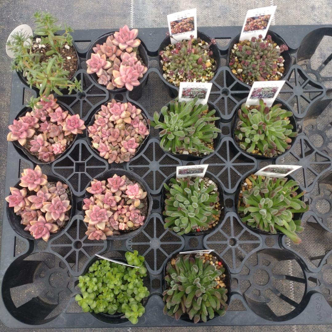 Chikoꕤ︎︎·͜·さん専用