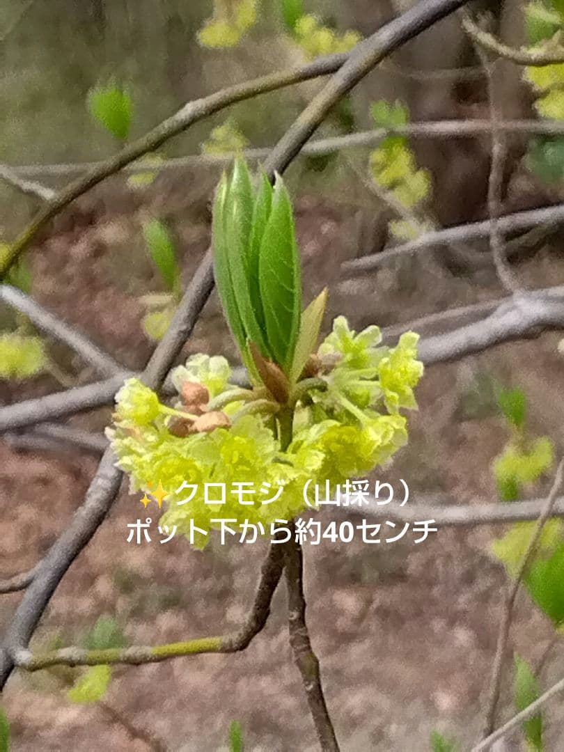 ✨️クロモジ（山採り） ポット下から約40センチ - メルカリ
