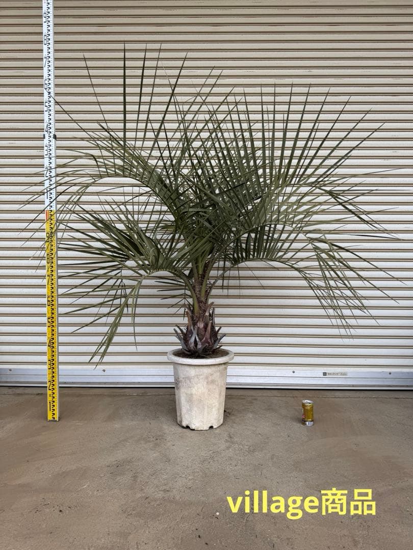 送料込み　ココスヤシ　シルバーリーフ　形状良　幹太　鉢植え　庭木　シンボルツリー