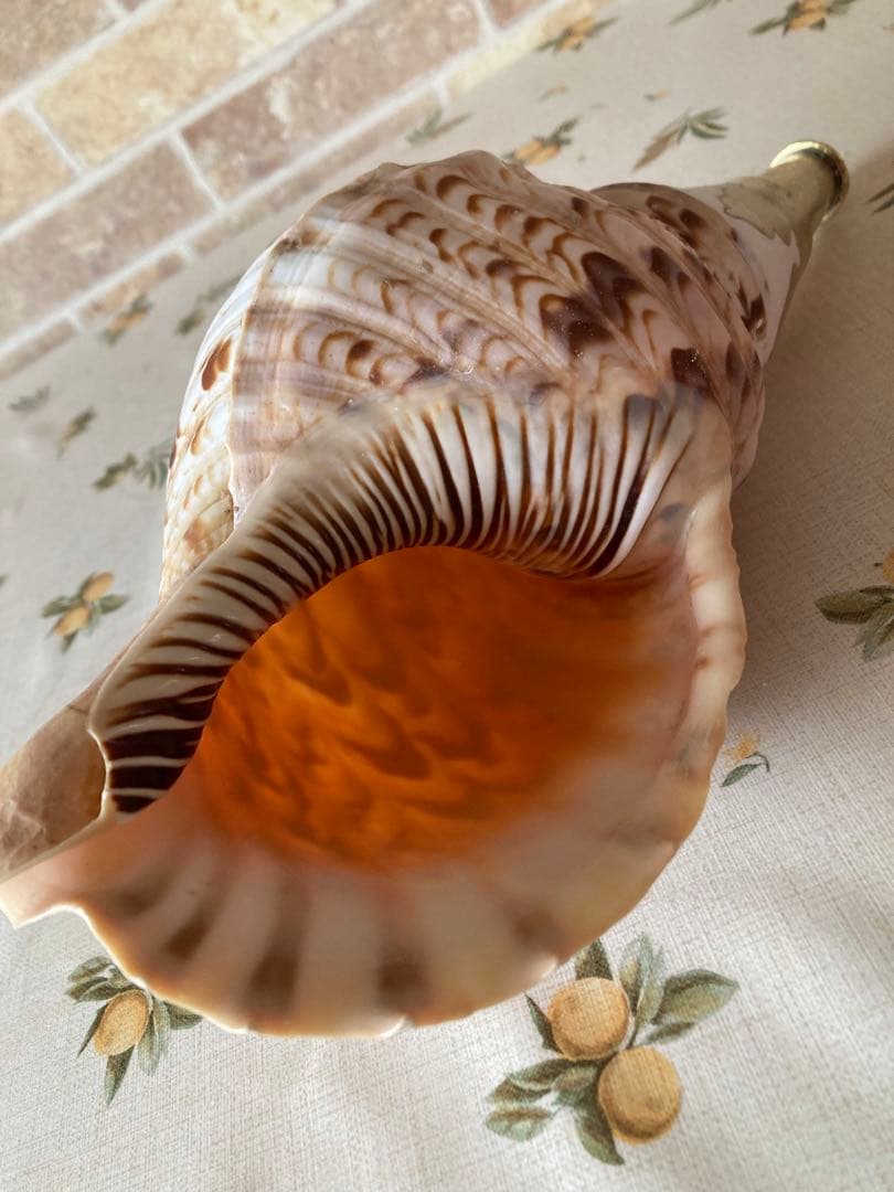 お祭り　イベント　お遍路　密教　お寺 ほら貝　法螺貝　和太鼓　山伏　魔除け