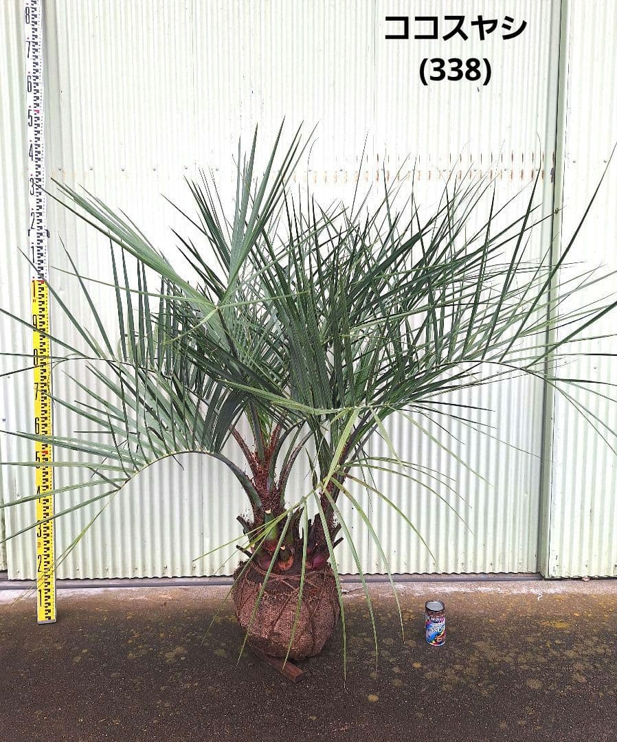 ココスヤシ　(338)　シルバーリーフ2株立ち 🌴ココスヤシ シルバーリーフ🌴【極太株／2本セット】 - メルカリ