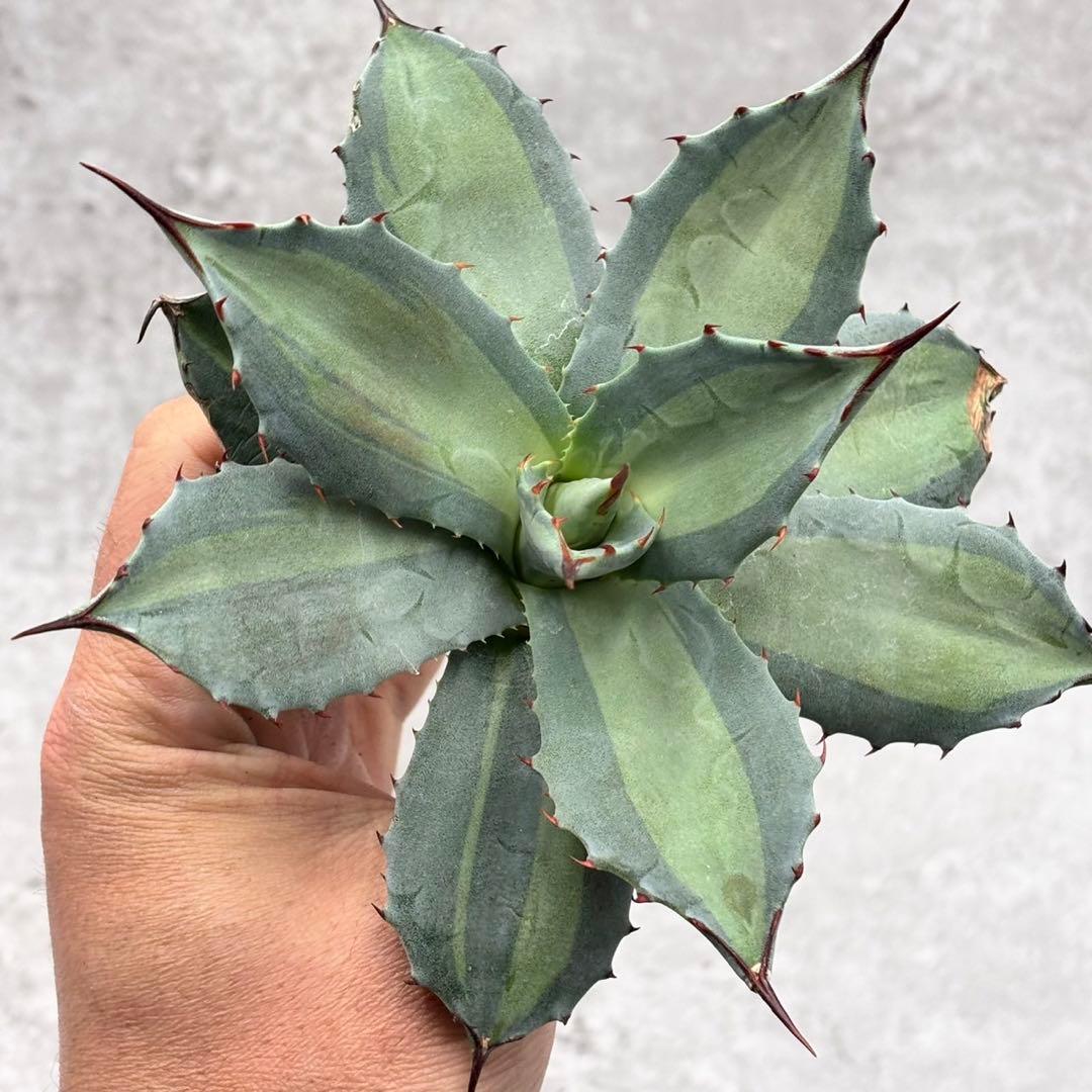 多肉植物・アガベ・パリー ホーチエンシス・斑入り・吉祥天錦・特選株