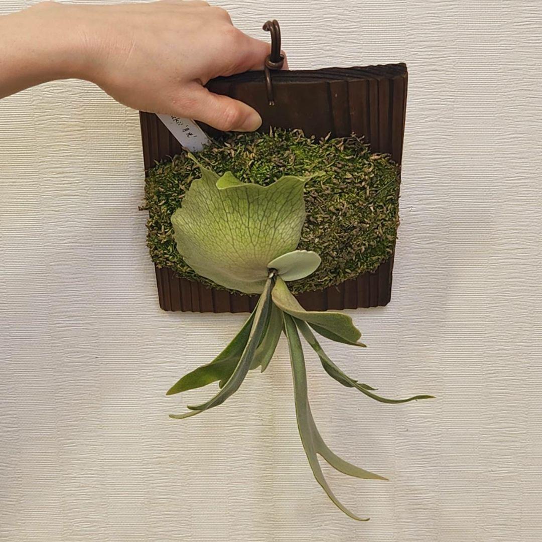 月光爪哇OC子株 ウィリンキー ビカクシダ willinckii ゲッコウジャワ