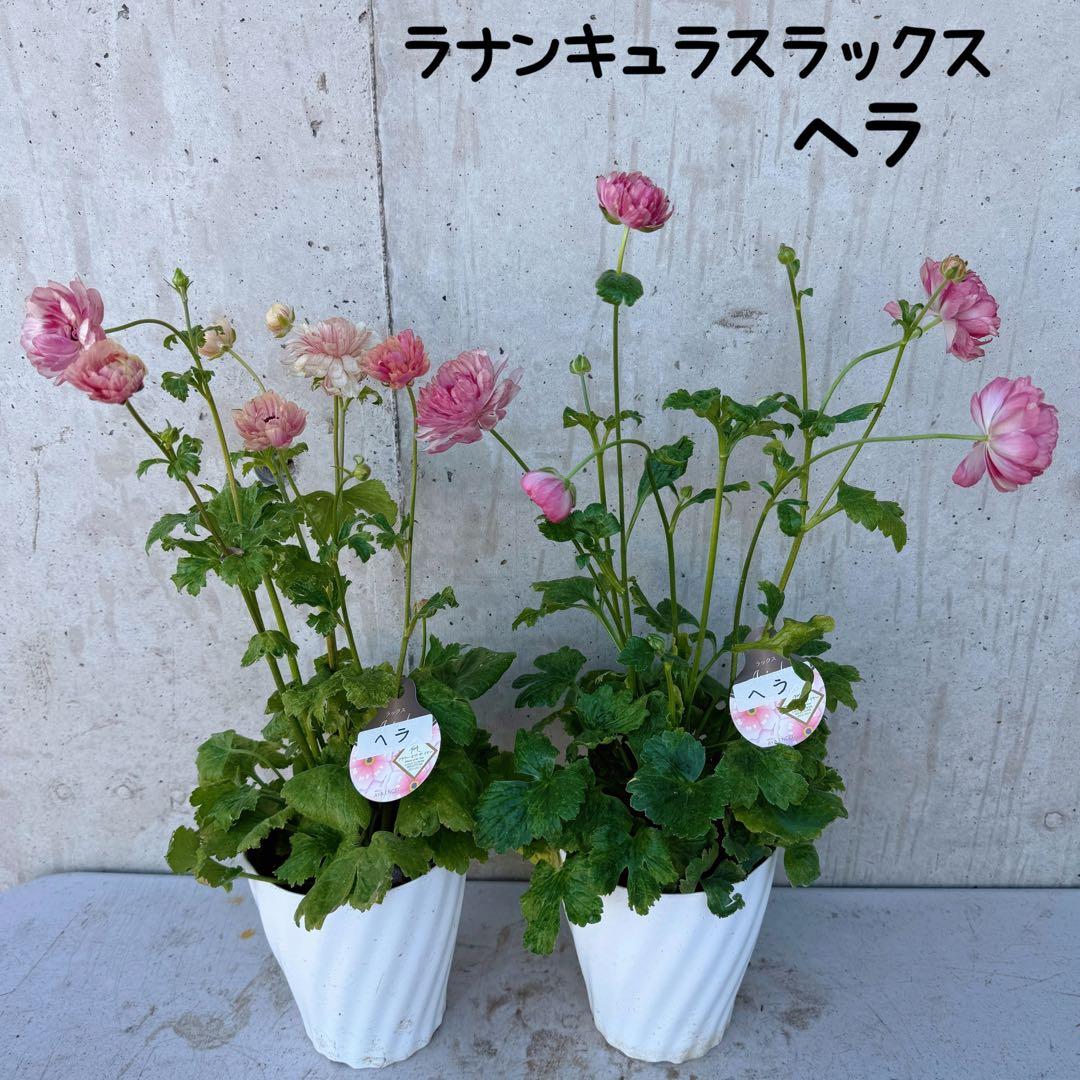 hiroakin様　ラナンキュラスラックス　ヘラ　2鉢 ラナンキュラスラックス 【ヘラ】 1月上旬より順次発送