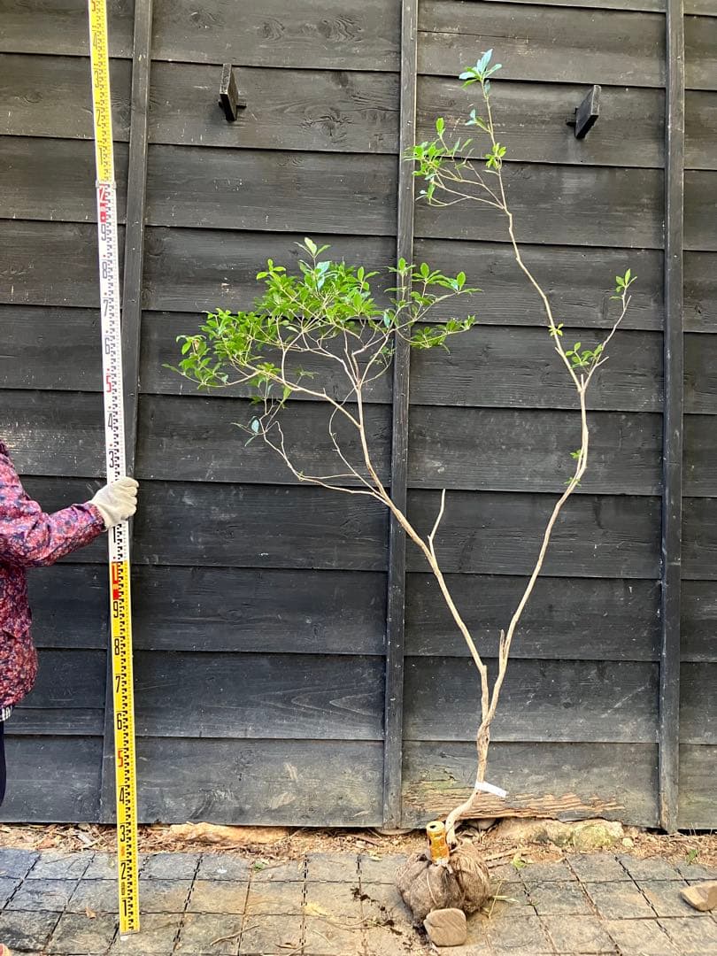 41 山採り　アセビ