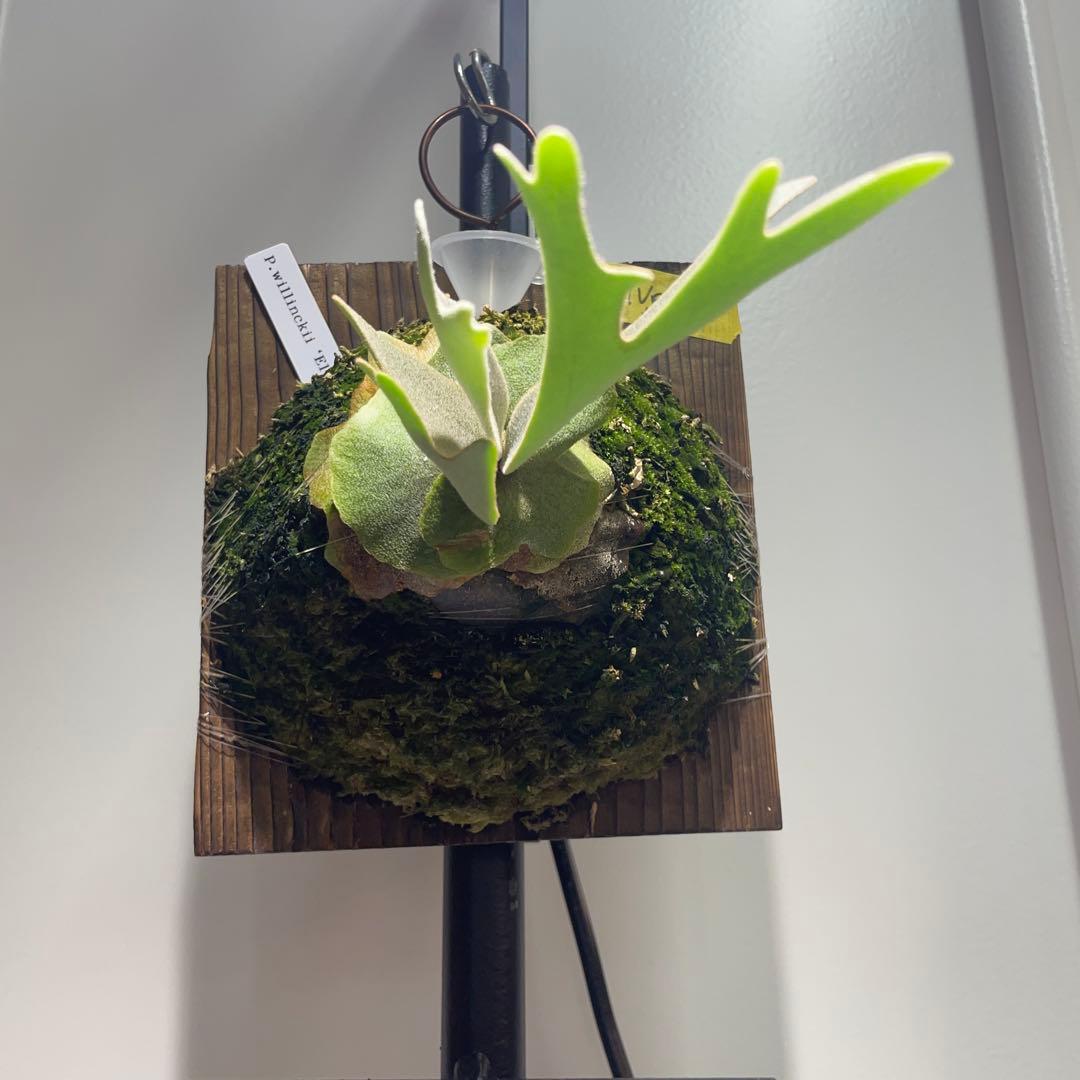 M*K様 ◇ P.Willinckii 'OMG' spore（O-008） S115377750 - ビカクシダ