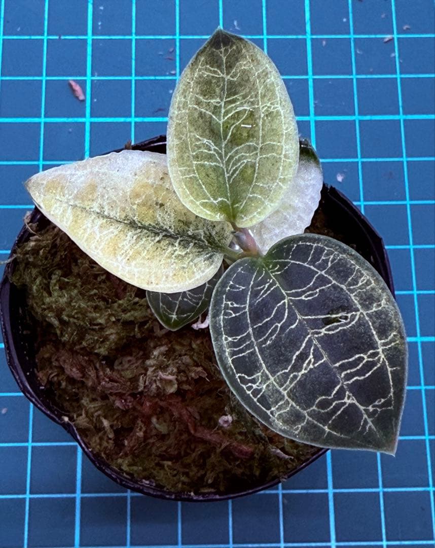 【斑入り】 ① マコデスペトラ