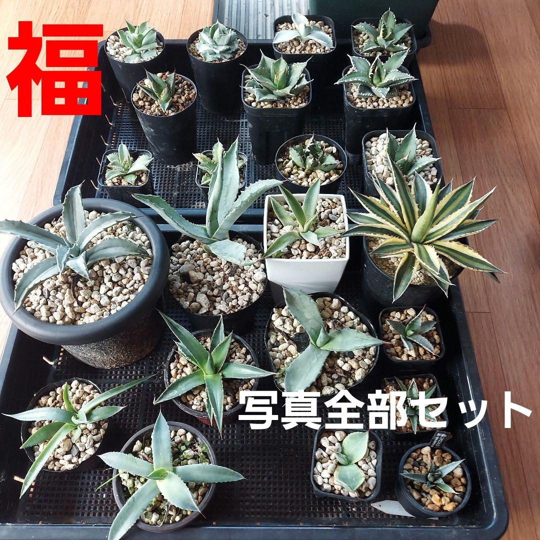 アガベ　まとめ　鉢のまま発送　メルカリ便 アガベ まとめ 鉢のまま発送 メルカリ便