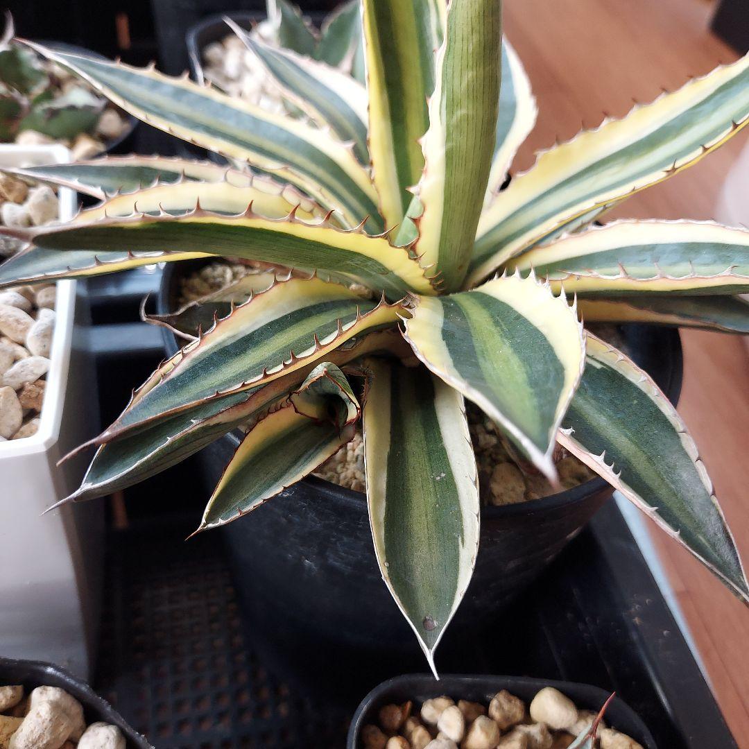 アガベ まとめ 鉢のまま発送 メルカリ便