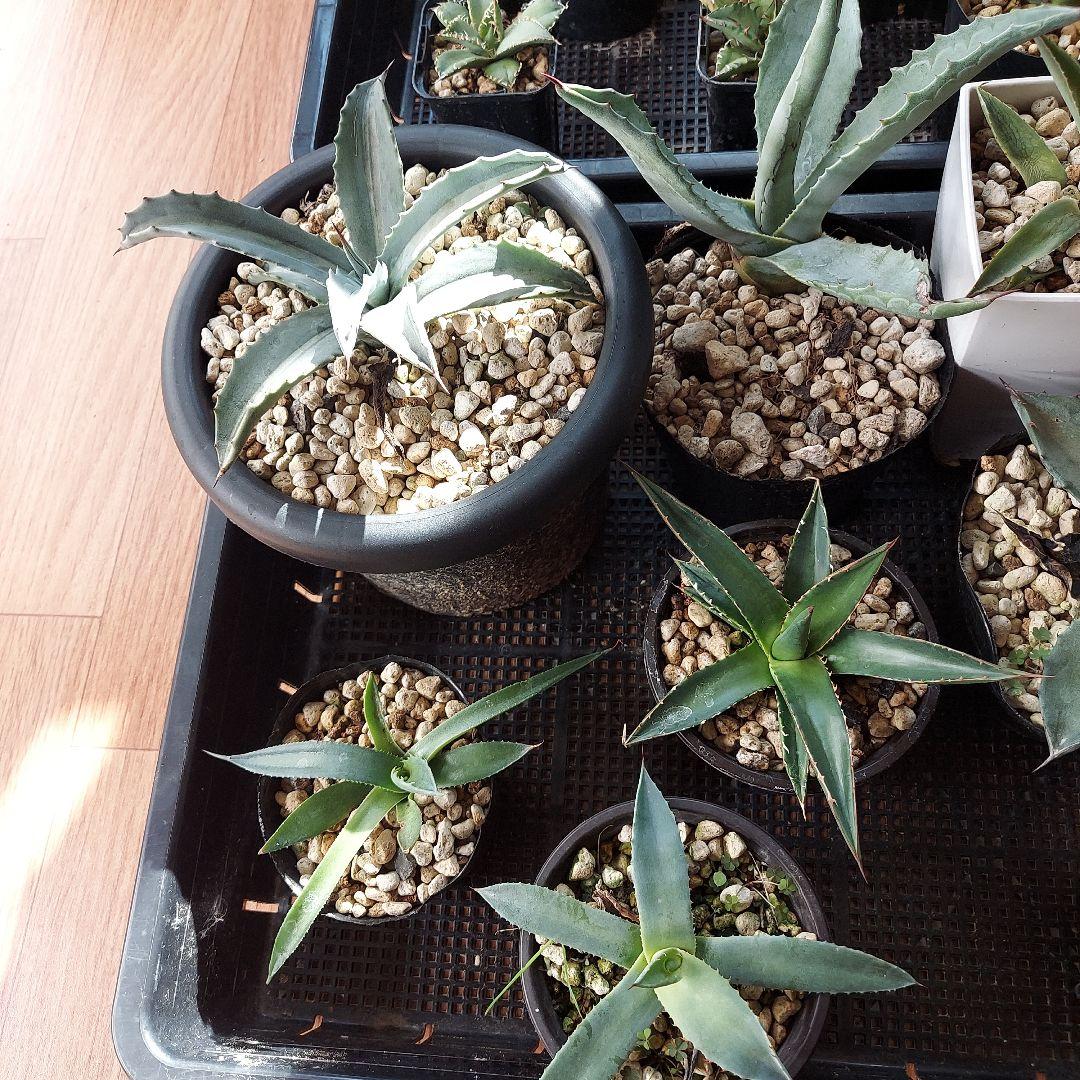 アガベ まとめ 鉢のまま発送 メルカリ便