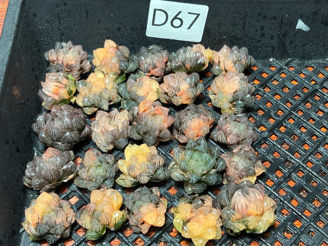 み*し様 多肉植物 ハオルチア　オブツーサ錦 水中月錦 超美品 25株セット