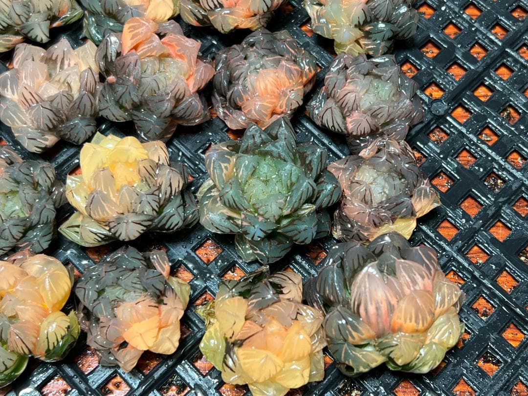 訳あり安価品 み*し様 多肉植物 ハオルチア オブツーサ錦 水中月錦 超