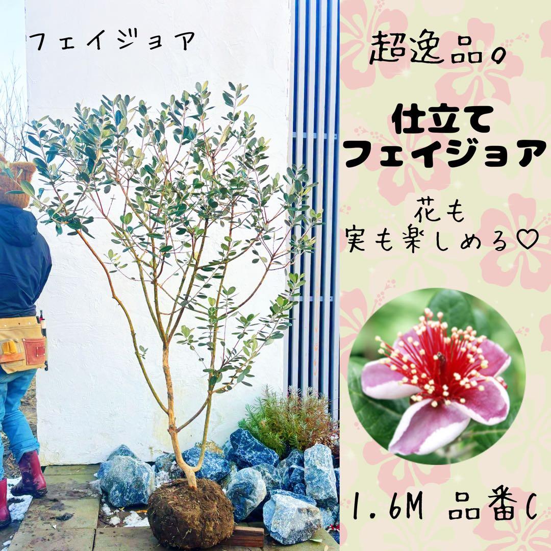 超美形。仕立てフェイジョア1.6M(鉢底から)幅1.0M 品番C