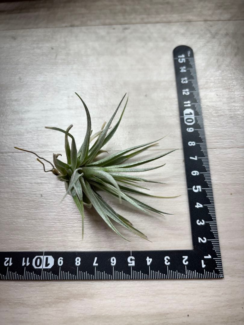 お*り様 Tillandsia.roseiflora Yahoo!オークション - Tillandsia roseiflora チランジア・ロゼイフロ