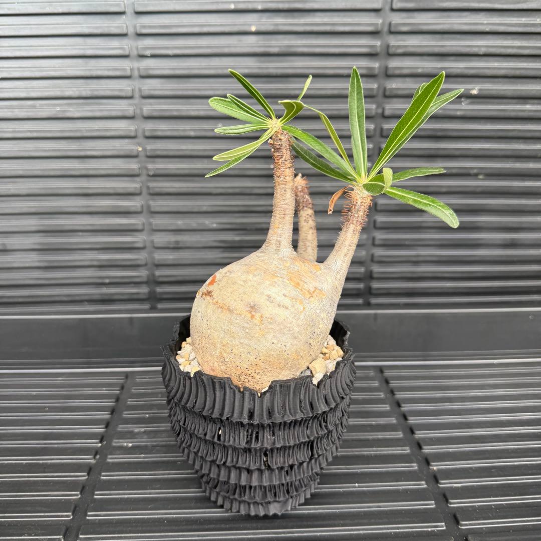 現地球 パキポディウム グラキリス 発根済】【現地球】パキポディウム グラキリス | BRIDGE GARDEN