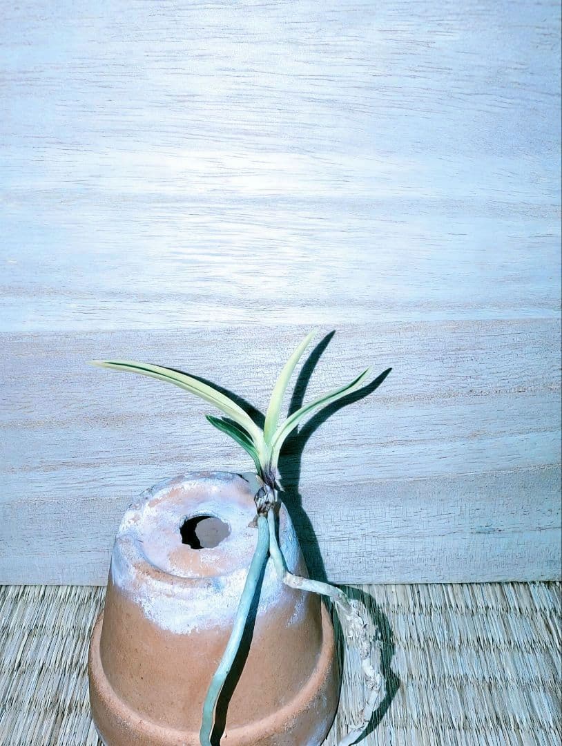 【迎春特別価格品】富貴蘭　Super白牡丹（極上）