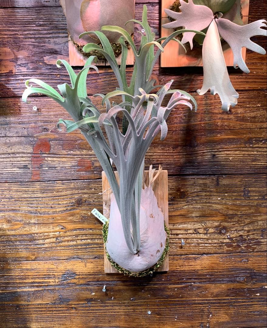 ビカクシダ P.veitchii wild 3rd limited 大きめ子株