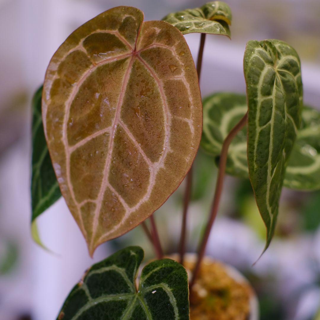 おらいさん苗ミックスベリア No.064 美紫妃 札付き