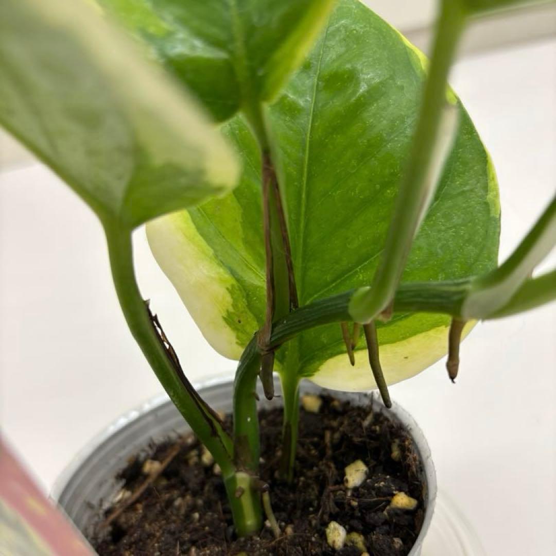 ポトス 観葉植物 AWドリーム 激レア 新品種