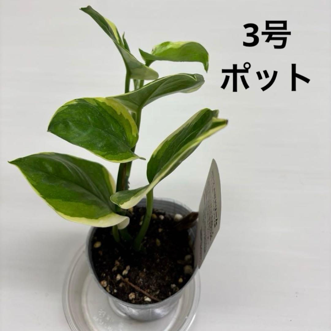 ポトス 観葉植物 AWドリーム 激レア 新品種