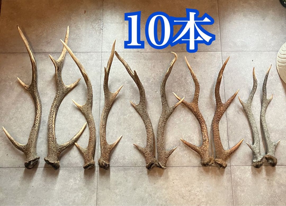 特価 鹿の角 5対 (10本）鹿角 鹿の角 10対 | northworker