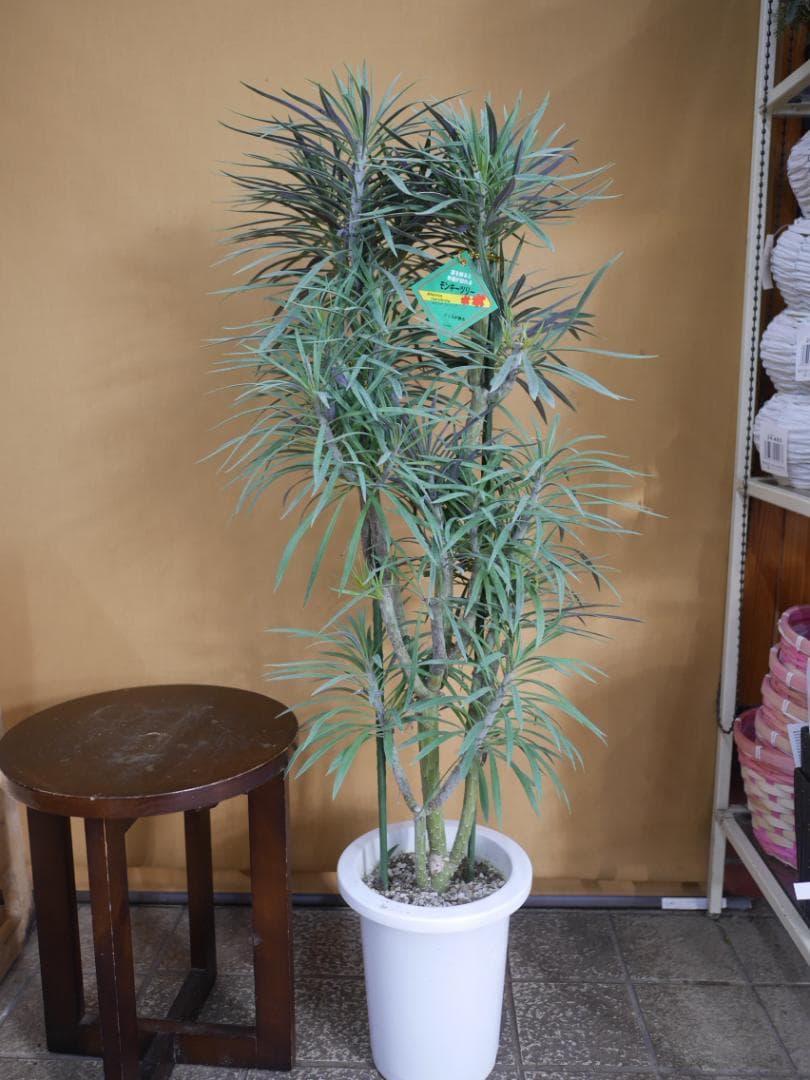 n*a様 セネシオ　クレイニア　モンキーツリー　観葉植物　7号　約100センチ