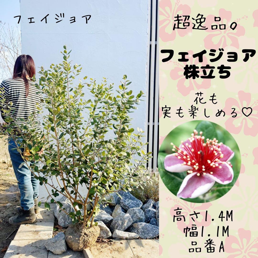 超逸品。フェイジョア株立ち1.4M(鉢底から)品番A