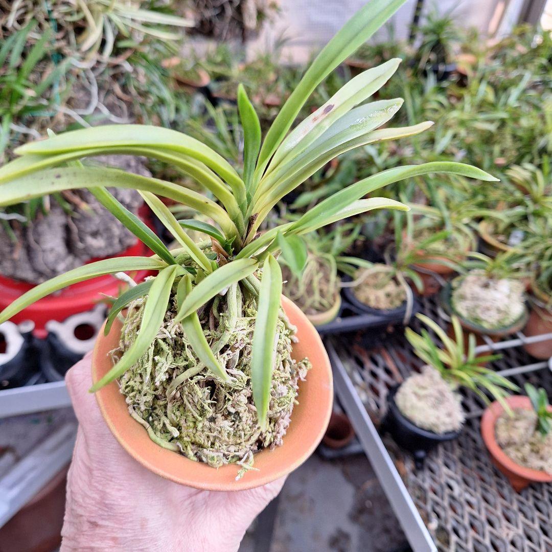 富貴蘭 吟風墨流し縞株立ち - メルカリ