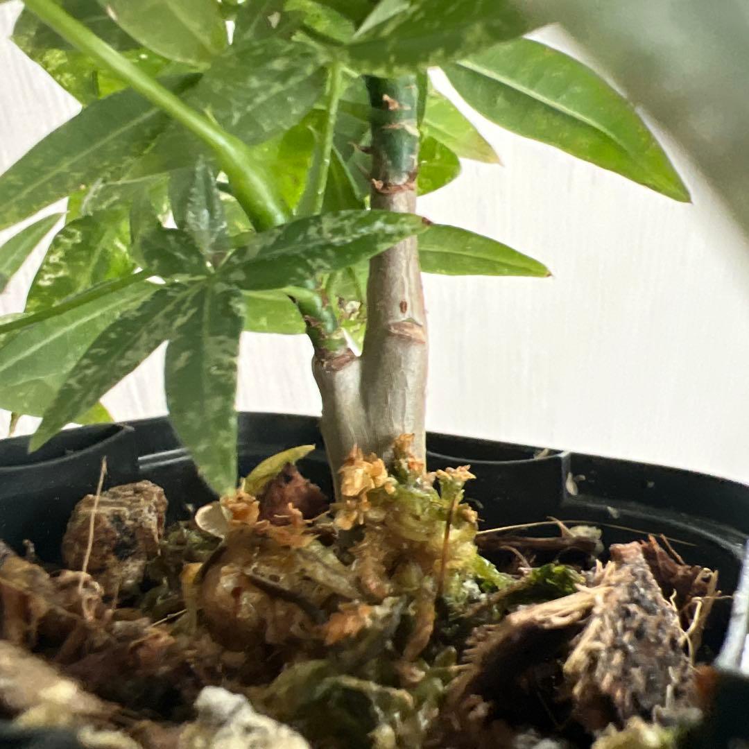 202603 希少なパキラ・ミルキーウェイ 実生 - メルカリ