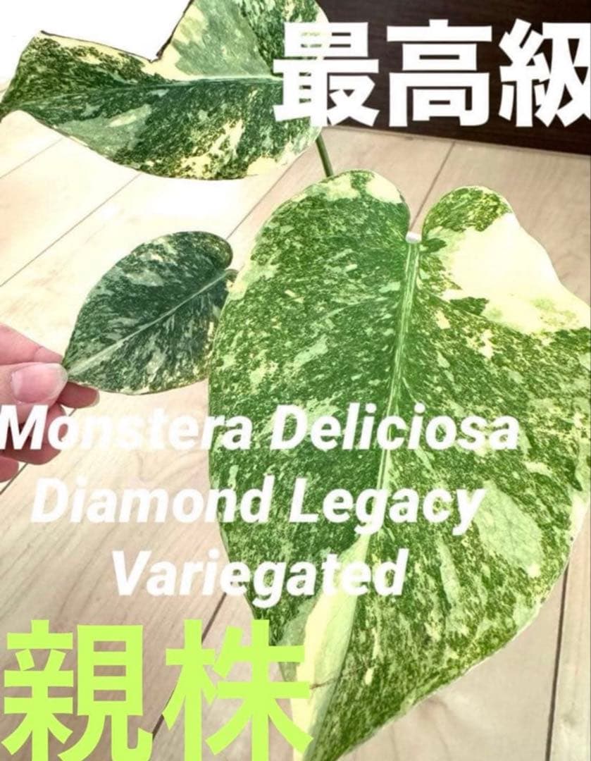 超希少】モンステラ デリシオーサ レガシー 新芽多数 極上茎 発根済み