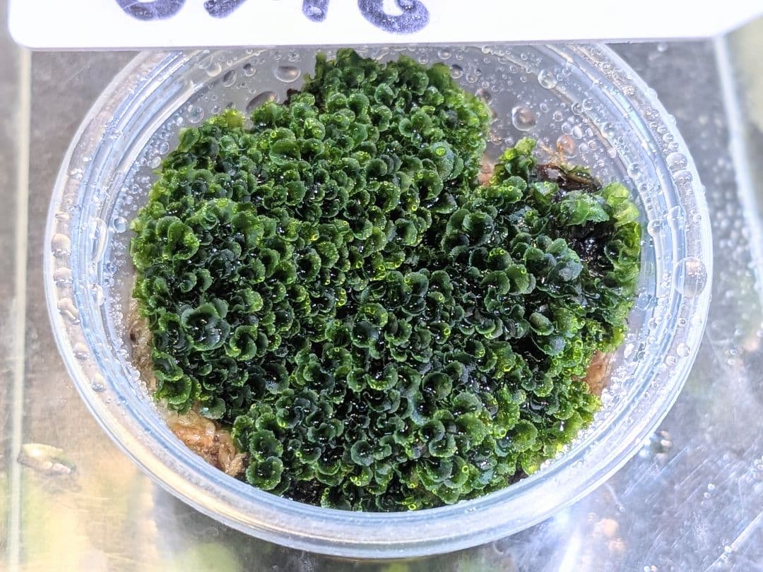 ビカクシダ willinckii OMG 前葉体 - メルカリ