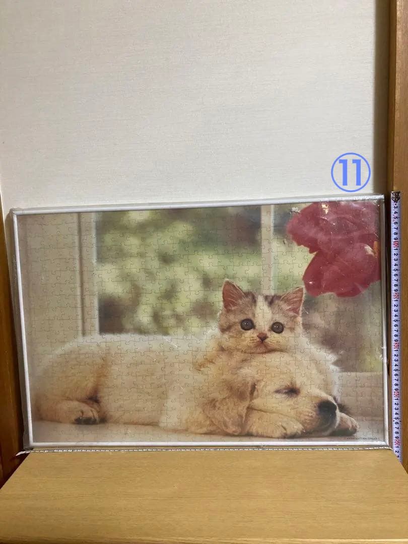 500P⑪犬と猫ᵔᴥᵔ　写真ジグソーパズル　ホワイト額50×75㎝　完成品