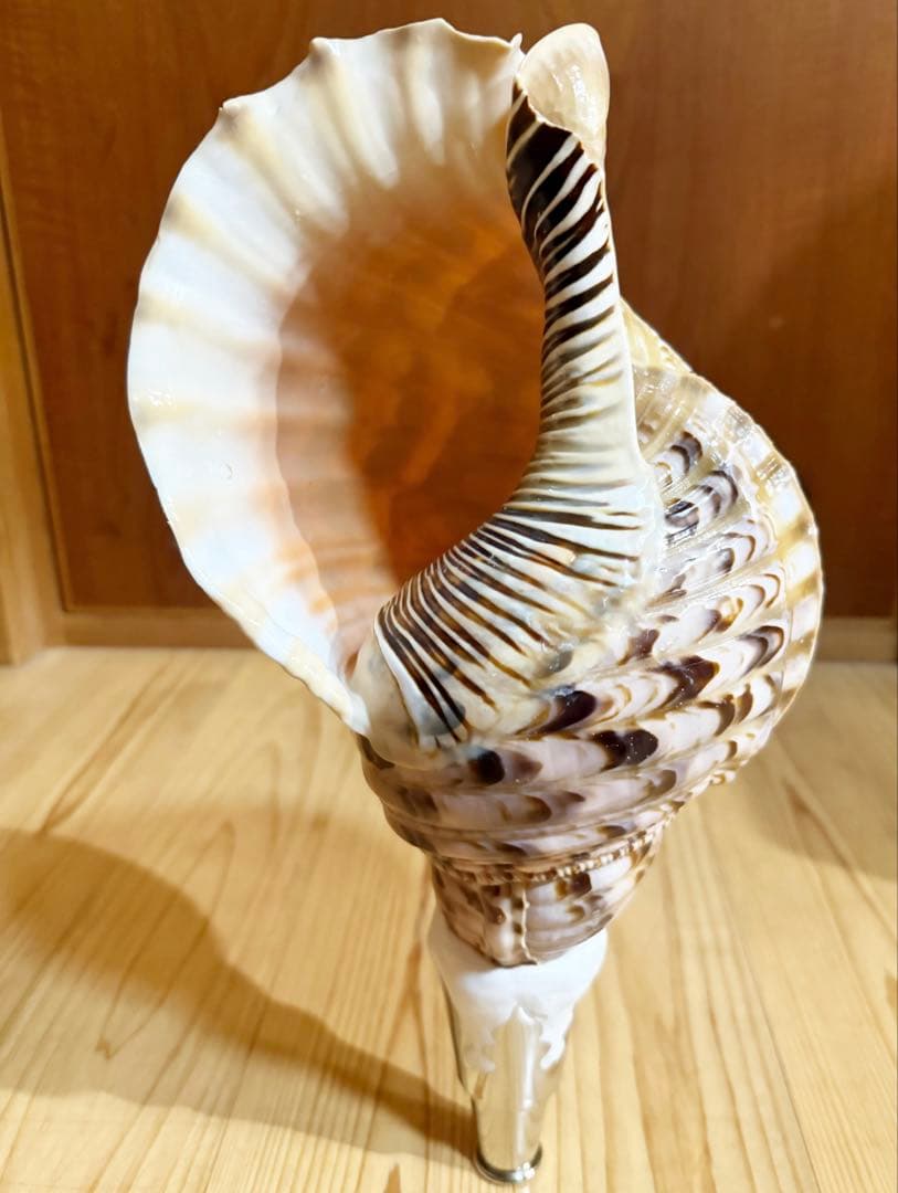 修験道法螺貝　山伏　密教　魔除け　熊よけ❣️ホラガイ　ほら貝